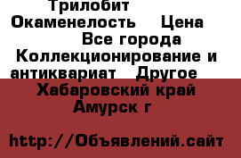 Трилобит Asaphus. Окаменелость. › Цена ­ 300 - Все города Коллекционирование и антиквариат » Другое   . Хабаровский край,Амурск г.